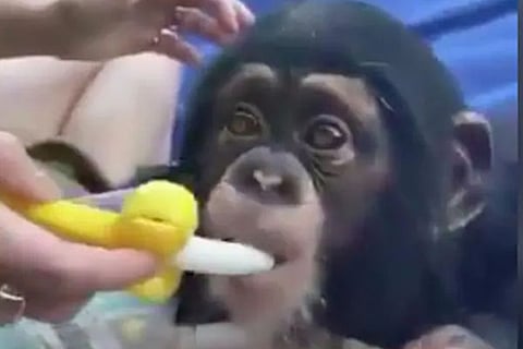 Chimpanjee