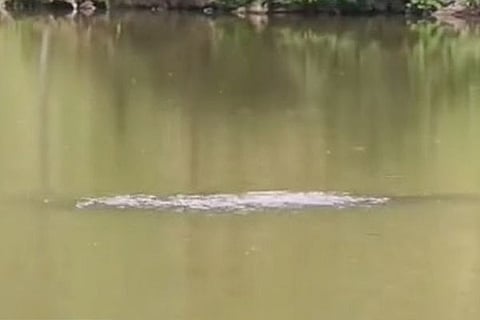 Creature