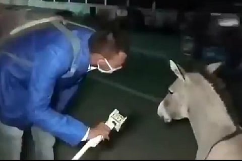 Donkey not wearing mask