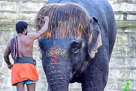 Elephant