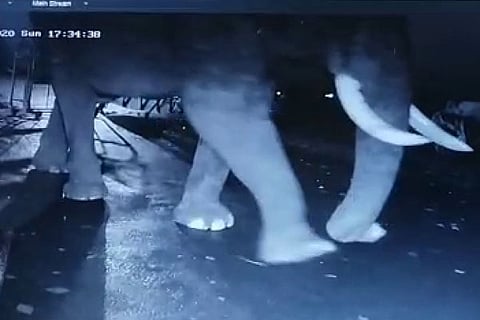 Elephant
