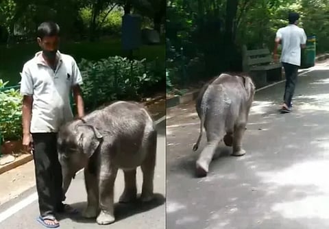 Elephant