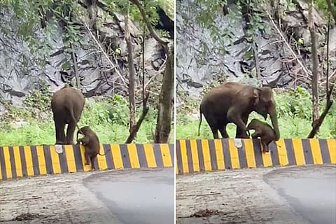 Elephant