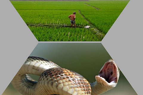 Farmer