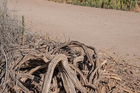 Find the Lezard