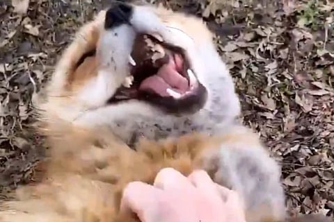 Fox