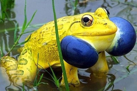 Frog