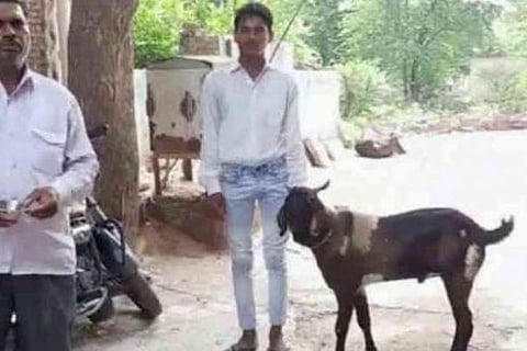 Goat