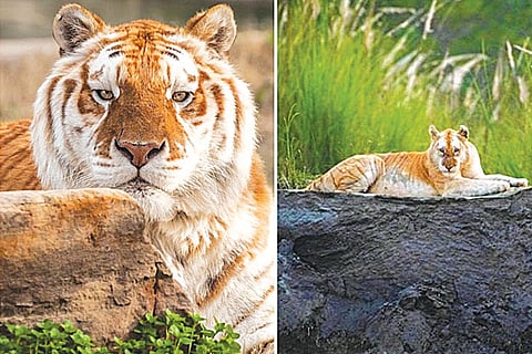 Golden Tiger