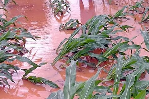 HRP-RAIN-JUL 20 (1)