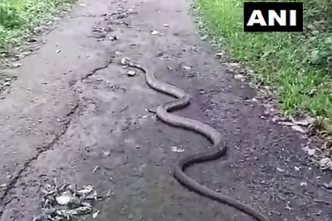 King Cobra