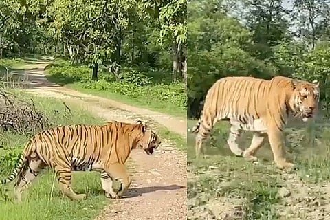 Mayar King tiger
