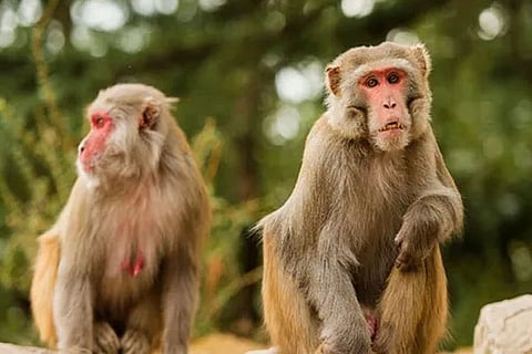 Monkey