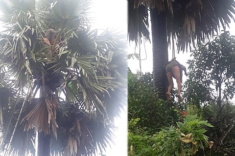 Palm Tree
