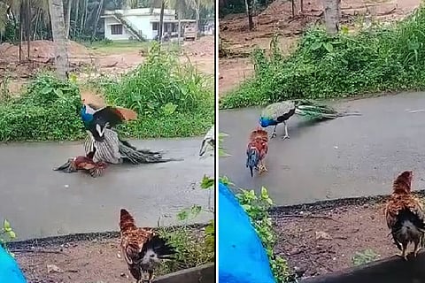 Peacock, Cock, Fight,