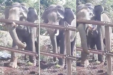 RailwayBarricade- Bandipura- Elephant