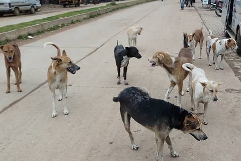 SVL-Dog 29) (1)
