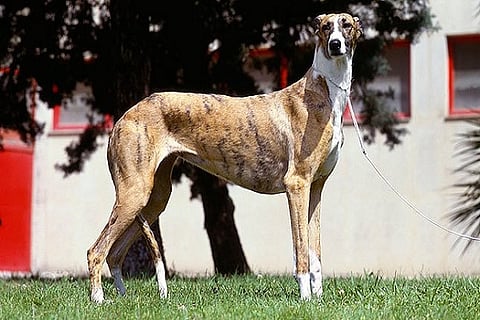 Spanish Greyhound