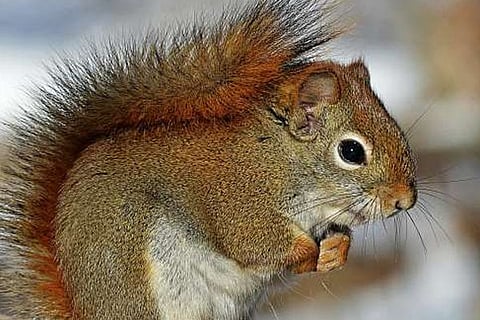 Squirrel