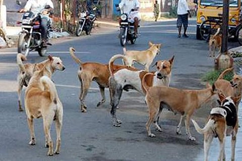 Stray Dogs 2 Jul 20