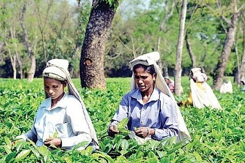 Tea Garden