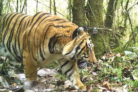 Tiger census