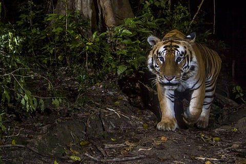 Tiger2