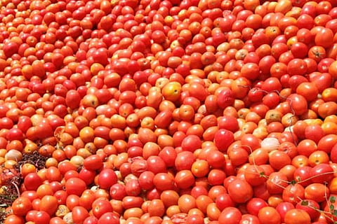 Tomato