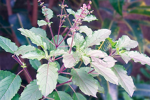 Tulasi