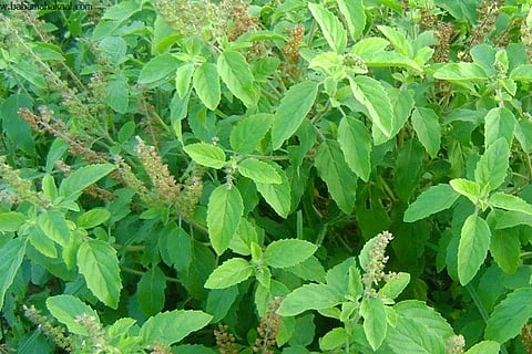 Tulsi 25 Jul 20