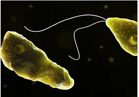 amoebia