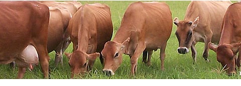 animal JPG