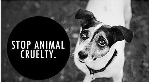 animal cruilty
