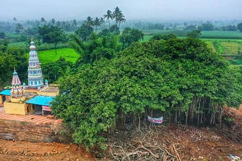 banyan tree