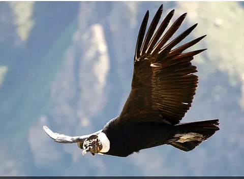 bird