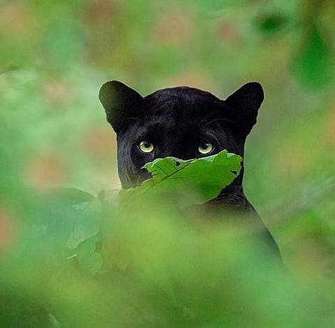 black panthera