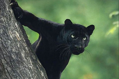 black panthera4