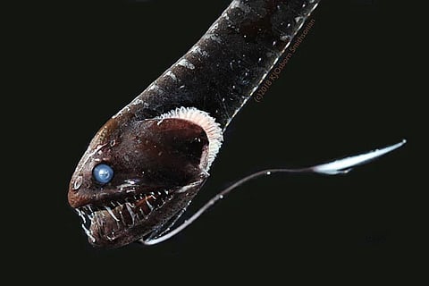 blackest fish