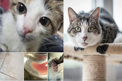 cat