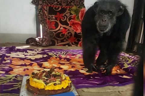 chimpanjee bday
