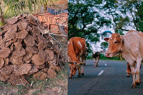 cowdung