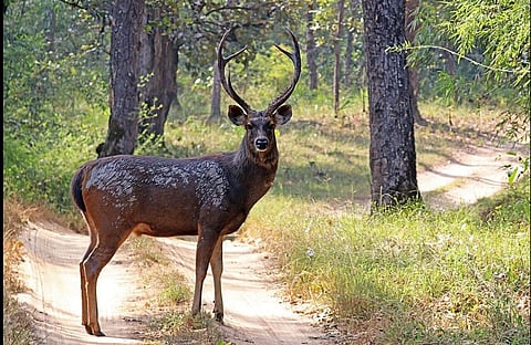 deer