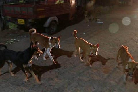 dog