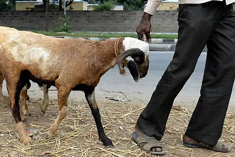 goat online