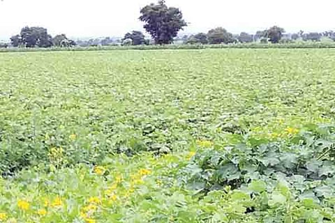 h18- Agri Land 1