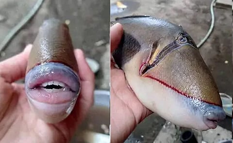 human face fish