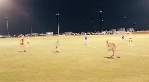 kangaroo