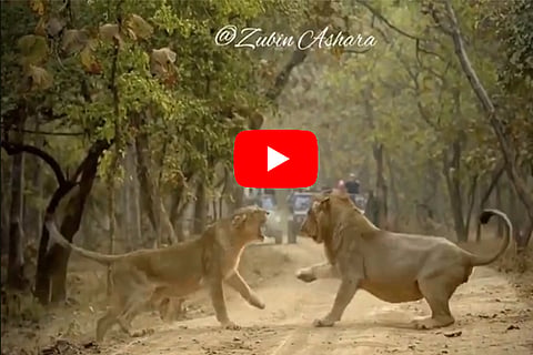 lion