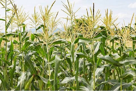 maze crop