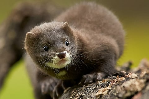 mink1